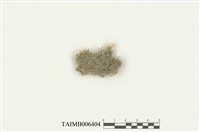 藏品(透綠塔葉蘚)的圖片